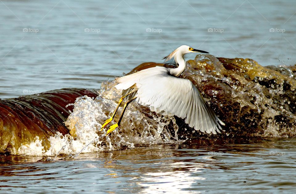 Bird taking flight.