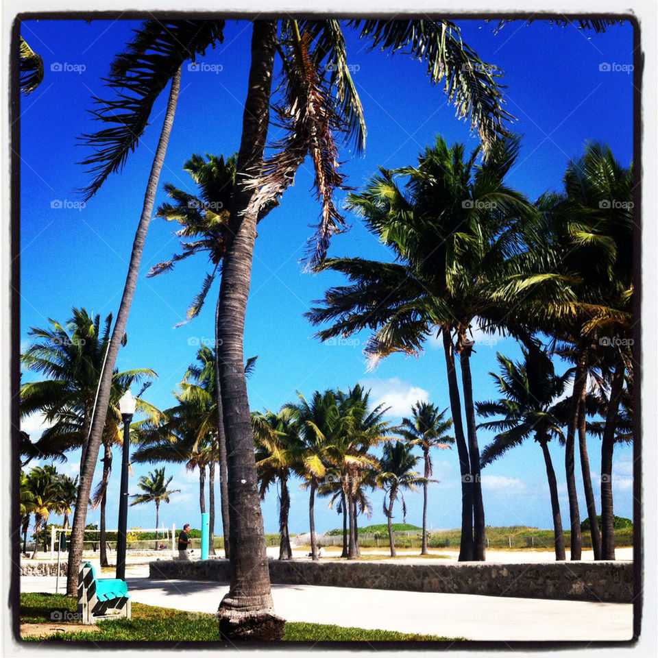 beach palm beachwalk palmtree by aaronk