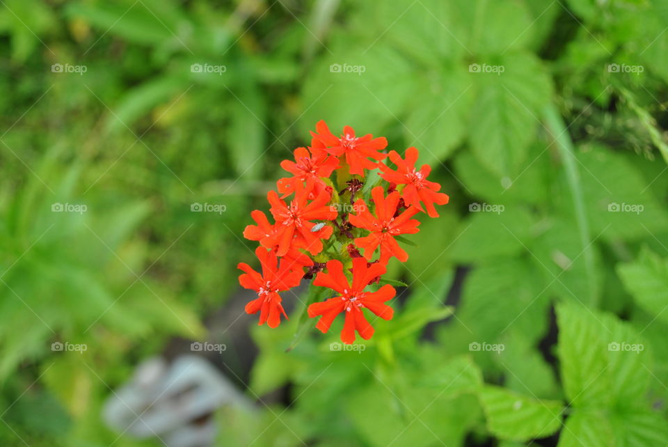 Inflorescence of small red flowers