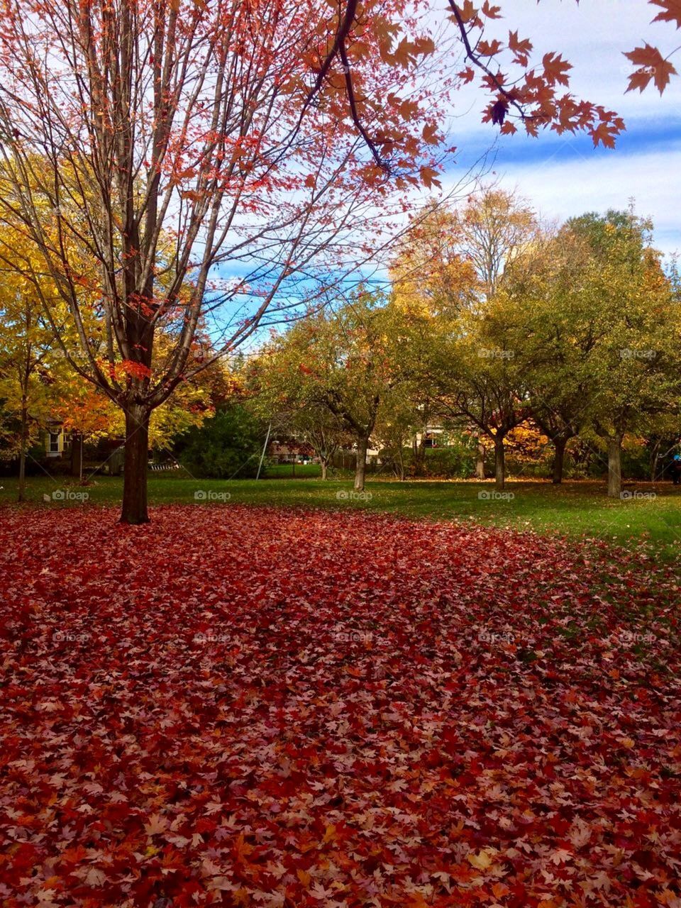 Red autumn 