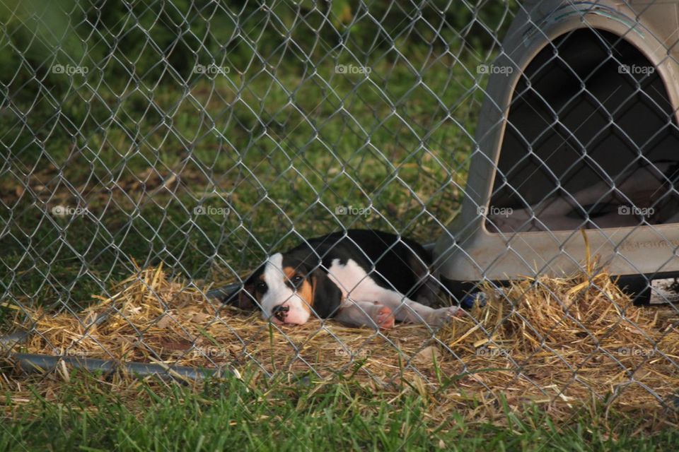 Tired puppy