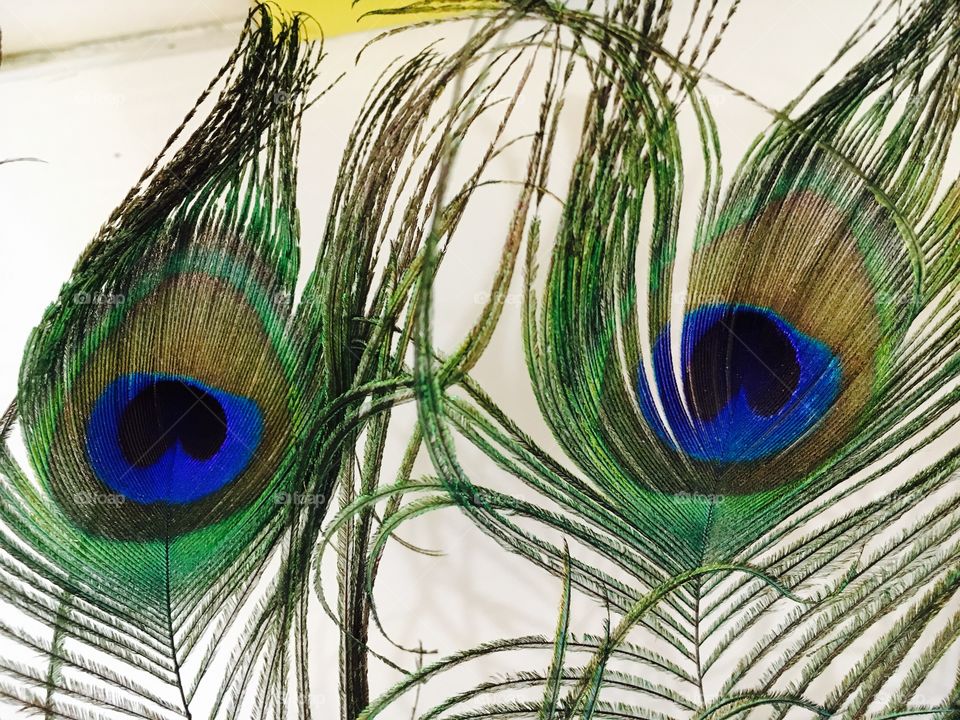 Peacock feathers 👀 