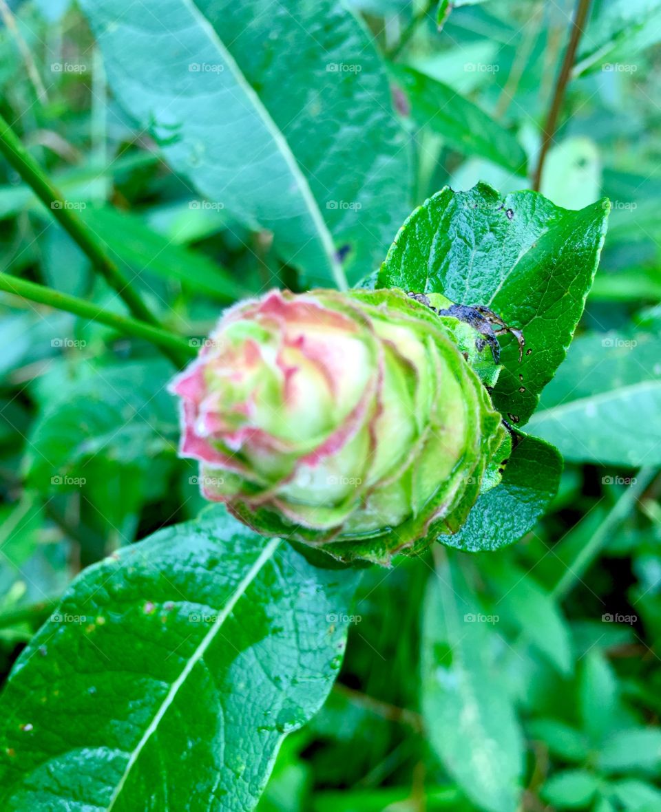 Willow pine cone gall, which contains a gnat larva