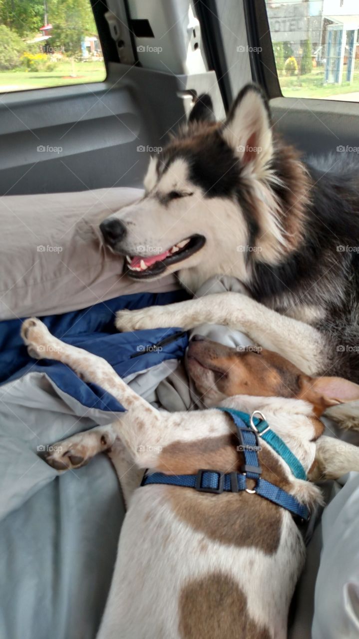 Napping in the back of the truck during our road trip