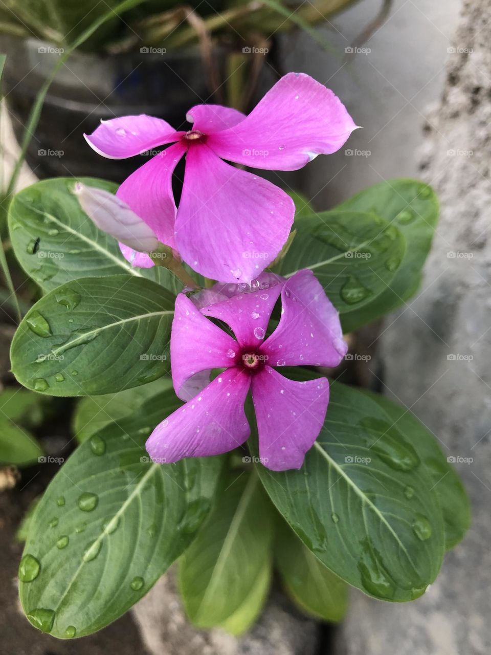 Wet Flower after the rain 