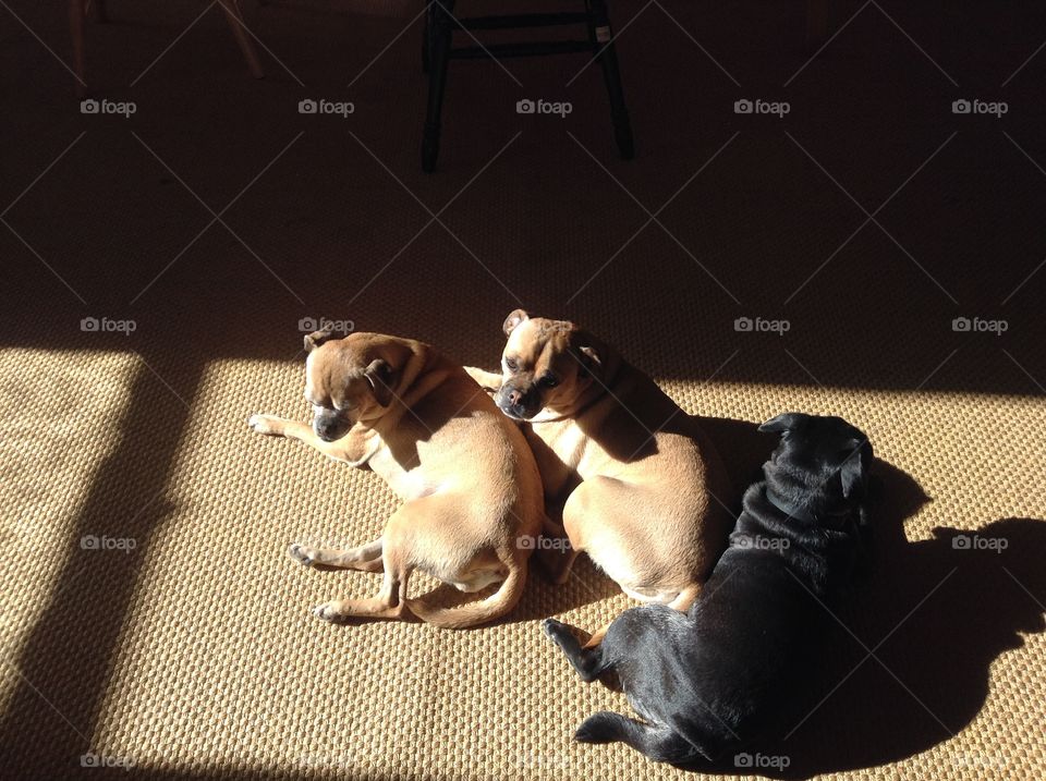 Chug breed brother and sister with Pug mom sitting in sun
