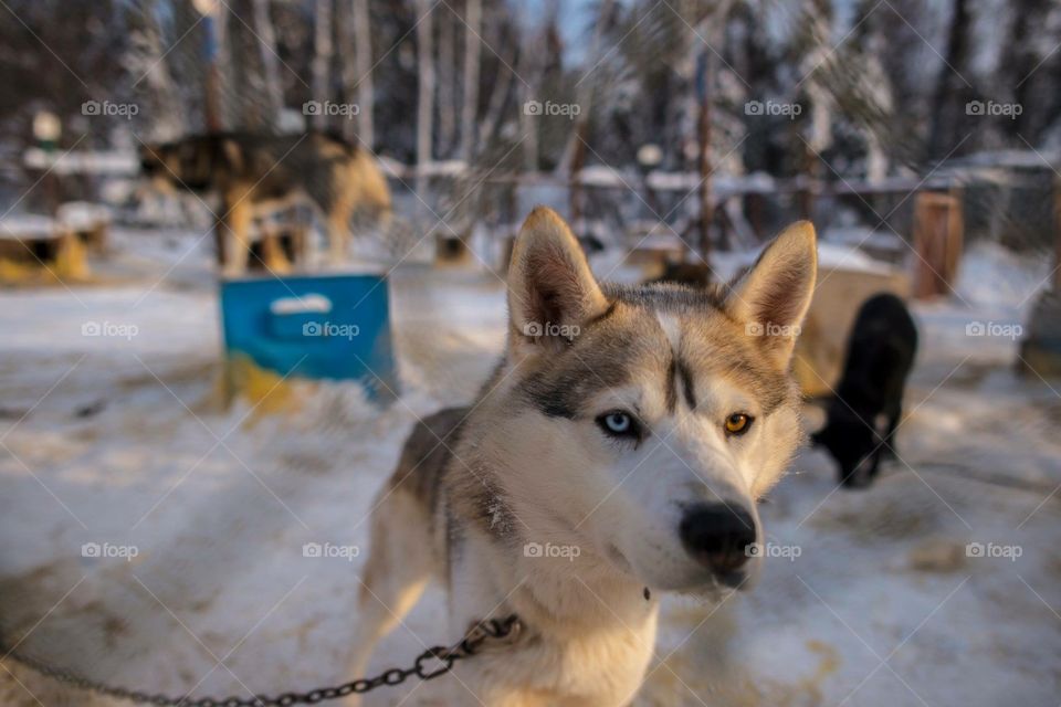 Husky closeup 