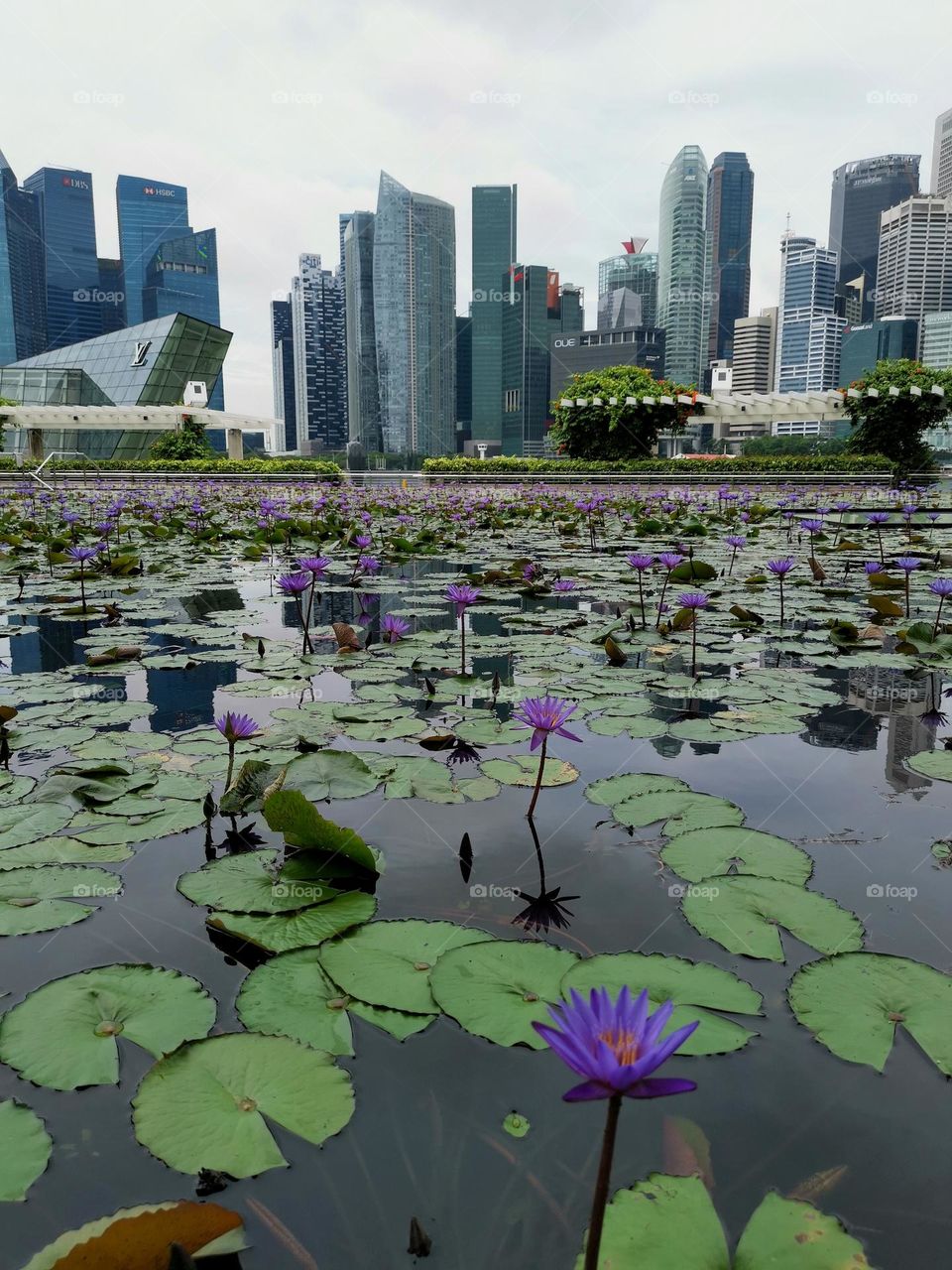 The urban nature. City and nature. Beautiful place in Singapore.