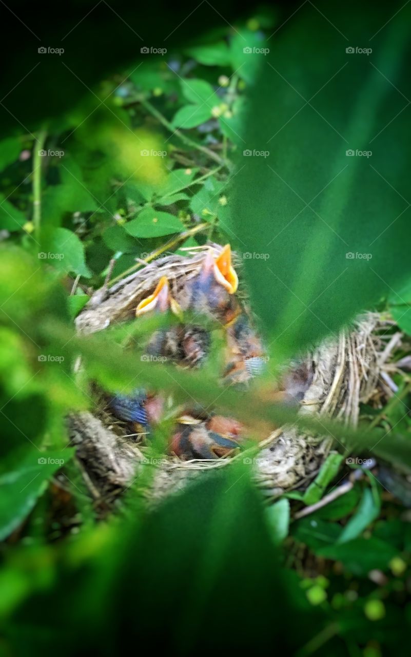 A nest with baby robins