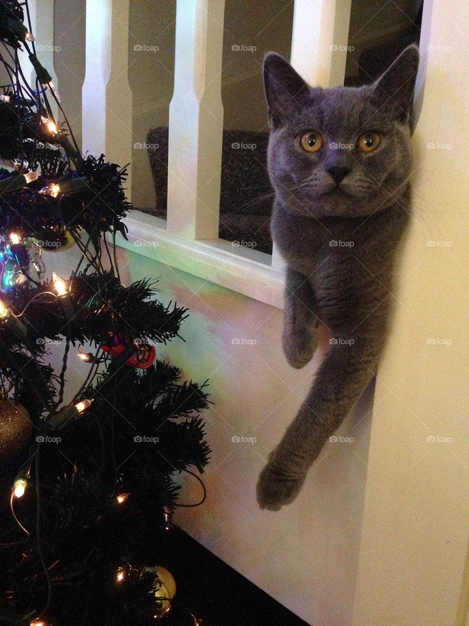 Christmas cat . George Winston Henry british shorthair kitten 1 year old enjoying the festivities of christmas 