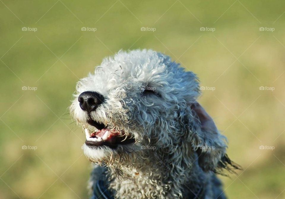 A happy dog