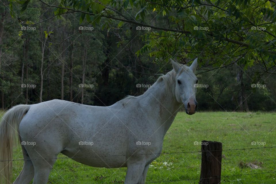 White Horse