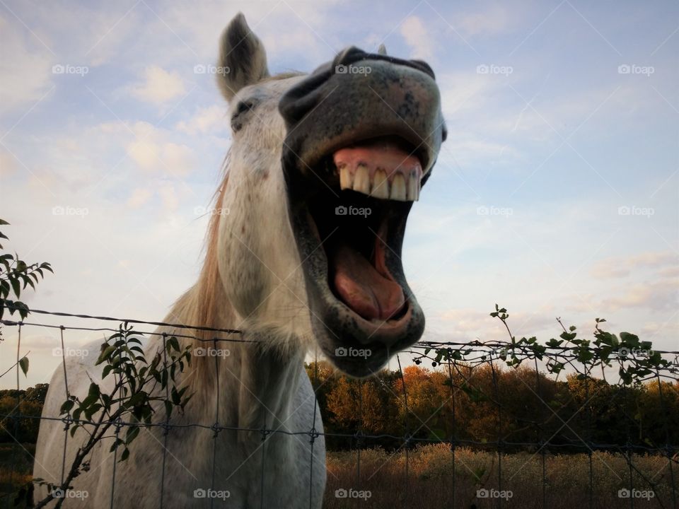 Close-up of a horse