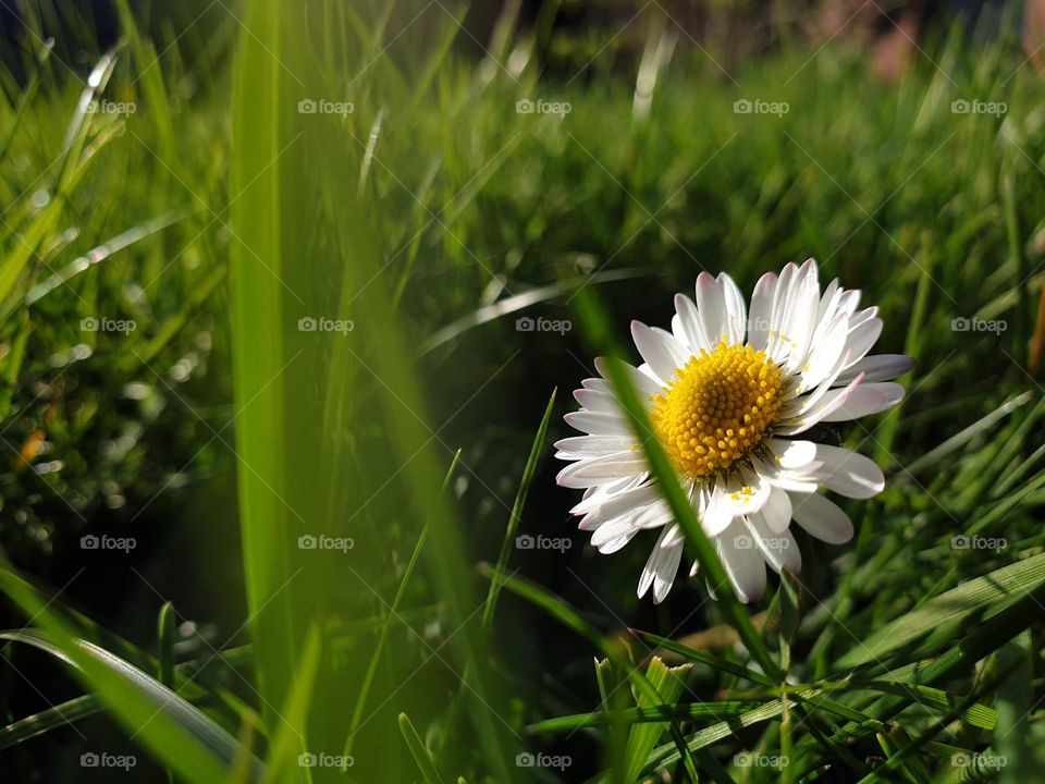 a close up portrait of a daisy with white petals and a yellow core in the green grass of a garden during a sunny summer day.