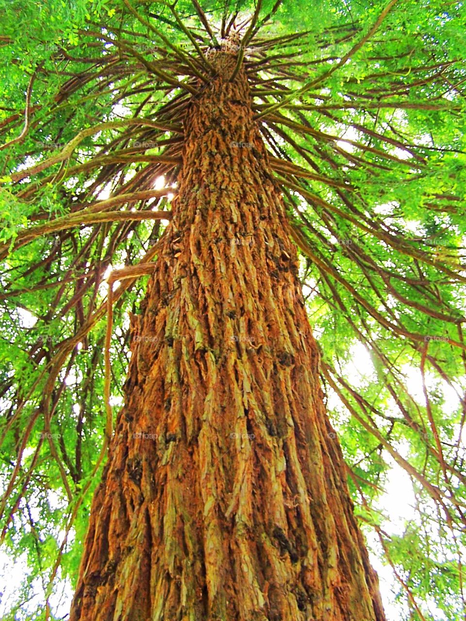 Sequoia Tree in Canada