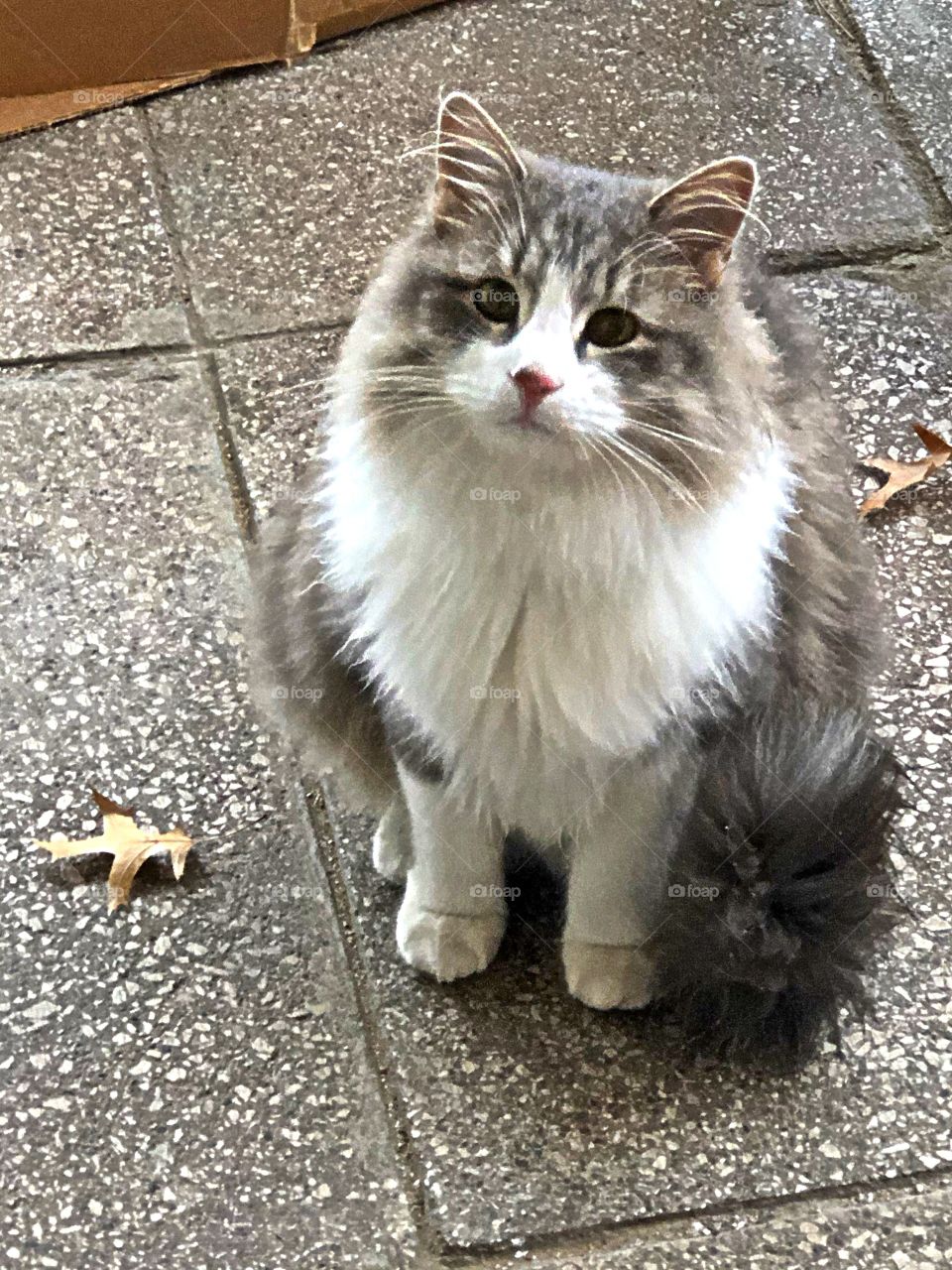 Adorable cat love