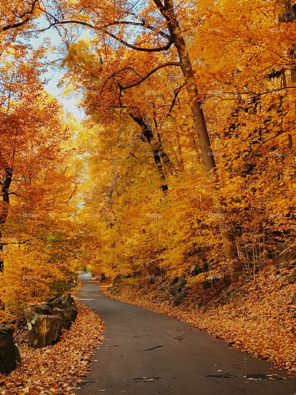 Beautiful maple forest scenery