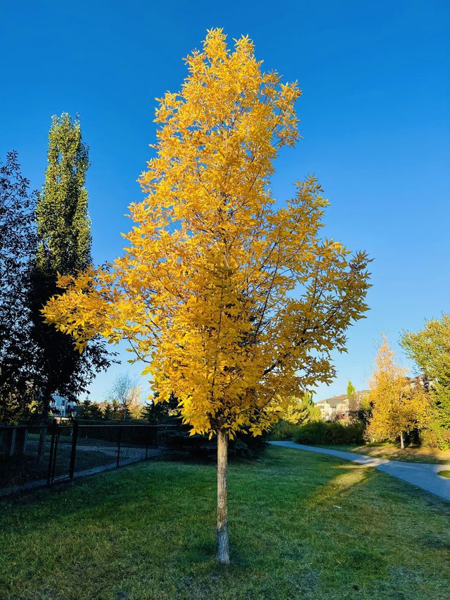 Beautiful fall tree 
