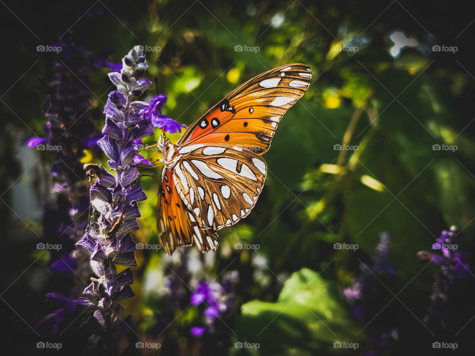 Beautiful orange butterfly on a purple mystic spires flower in the dark shade. The butterfly wings showcase nature's shapes, patterns, stripes, and designs.
