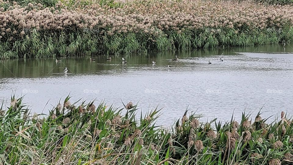 Beautiful wild ducks playing in the water