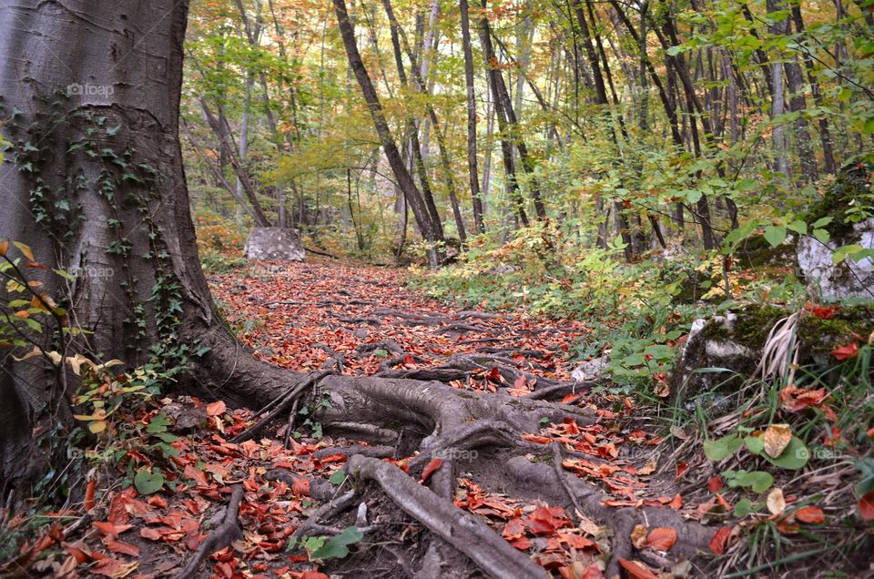 Autumn Landscape