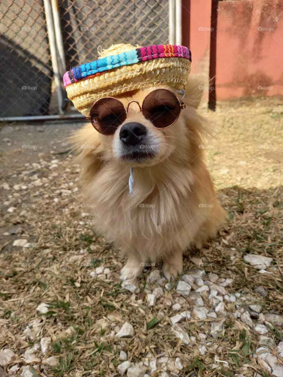 Nacho. Chihuahua pelo largo
