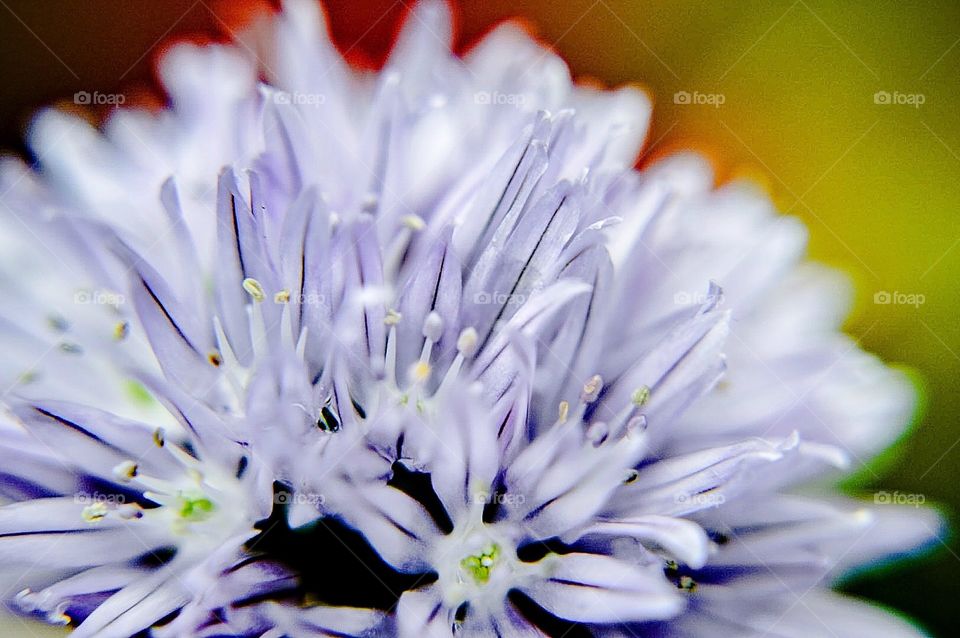 Macro shot of a tiny purple flower