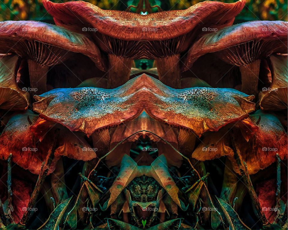 Reflected, mirror image of mushrooms creating an abstract temple shape