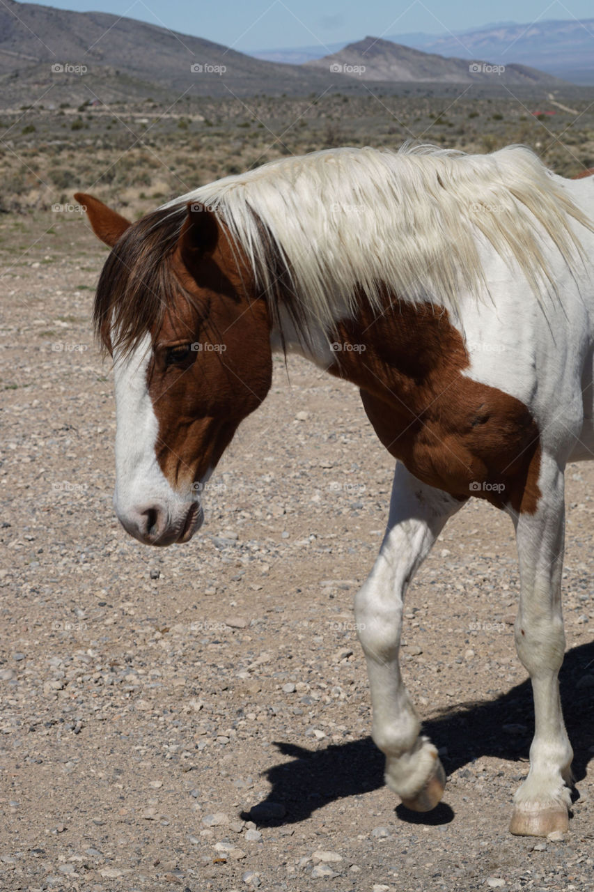 Close-up of wild horse