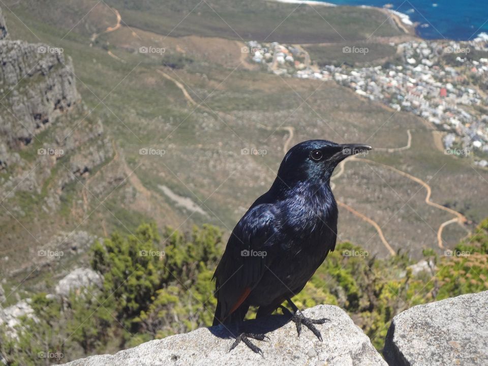 Black bird on the top of the mountain and the city behind