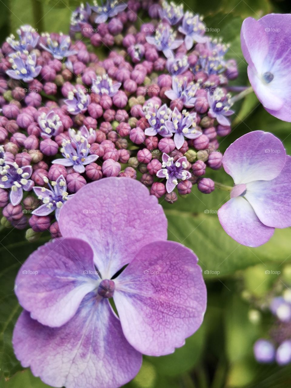 Beautiful purple and pink hydrangea flowers and buds