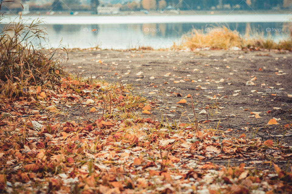 View of fallen leaves in autumn