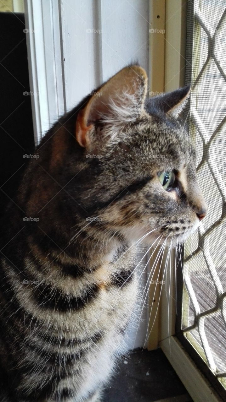 a cat looks at the outside