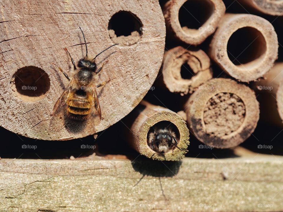 Wildbees at insect hotel