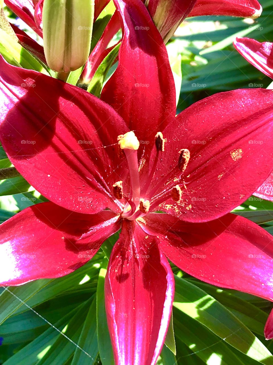 Big red flower