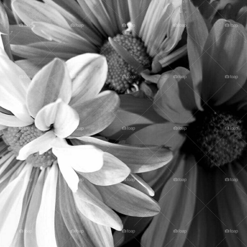 Monochrome, Flower, Nature, Flora, No Person