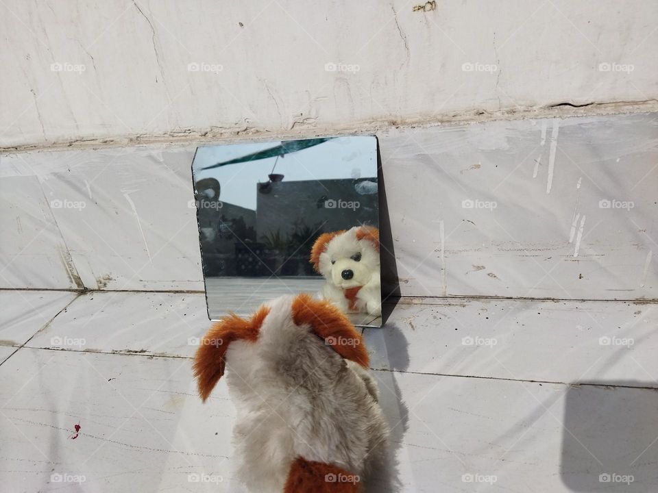 dog it's beauty in mirror