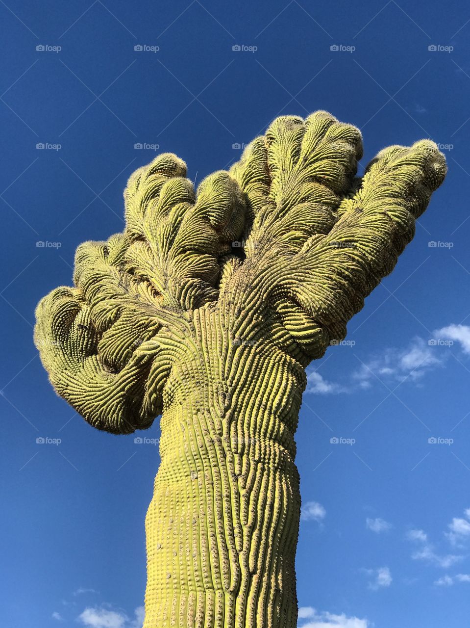 Desert Landscape - Crested Saguaro Cactus 