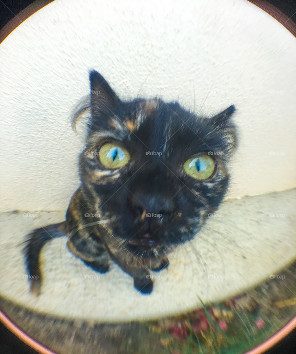 My cat is perplexed about fish eye  