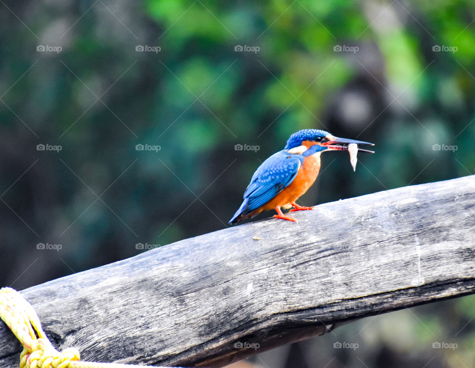 Kingfisher with tiny fish in its beak