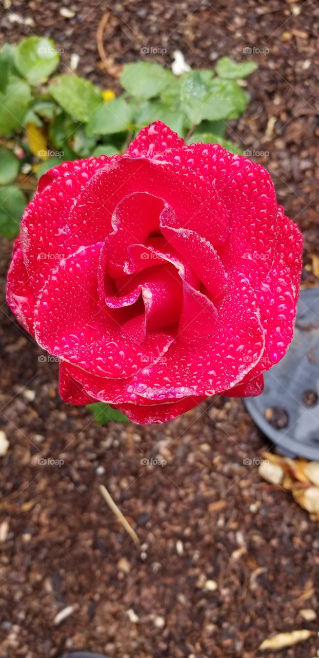 Red Watery Rose