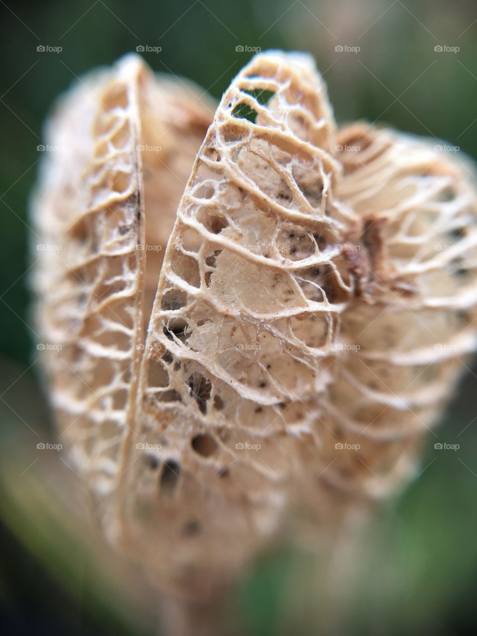 Dried seed pod