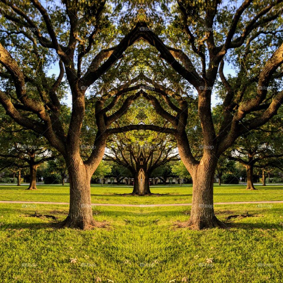 reflecting trees