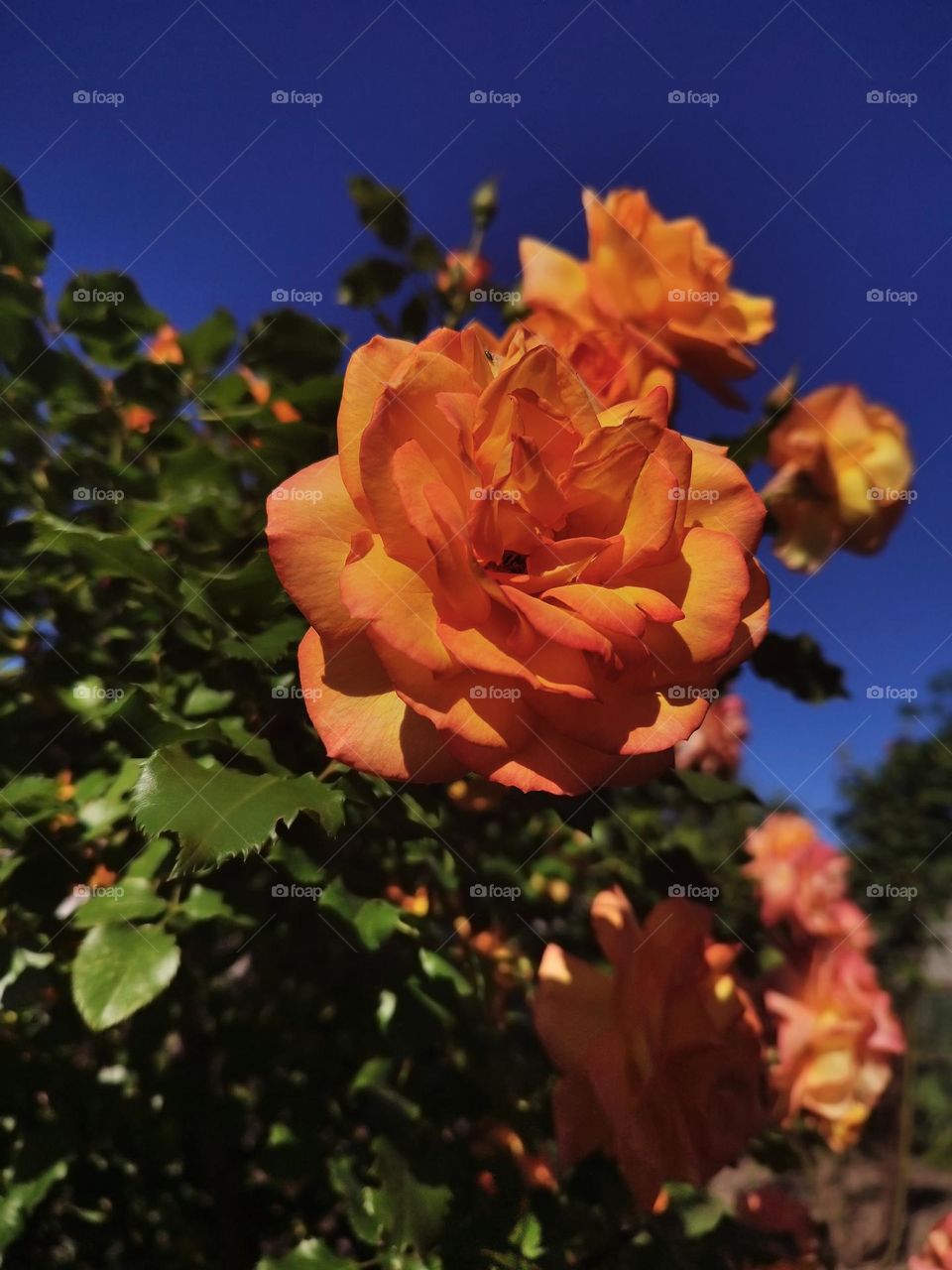 Photo of open orange rose bud growing in the garden