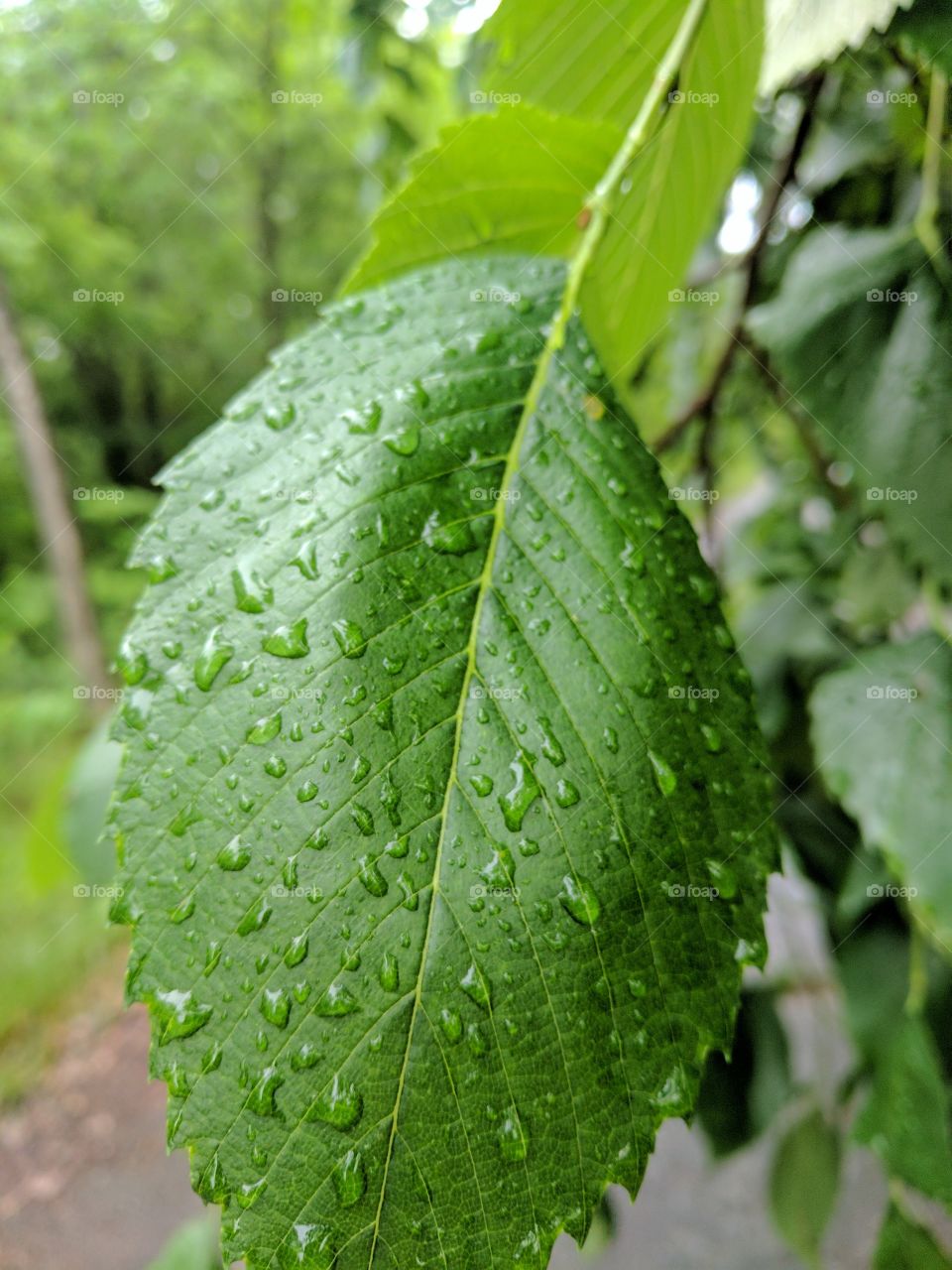 rain leaf