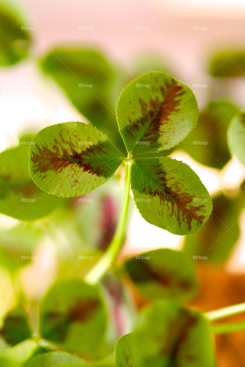 Close-up of leaf