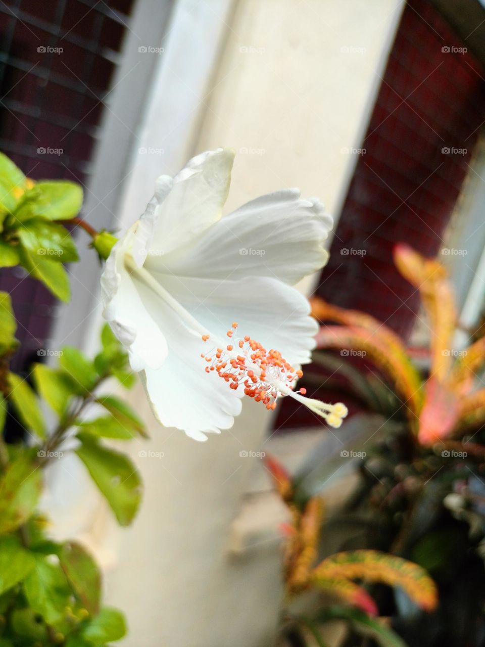 White flower
