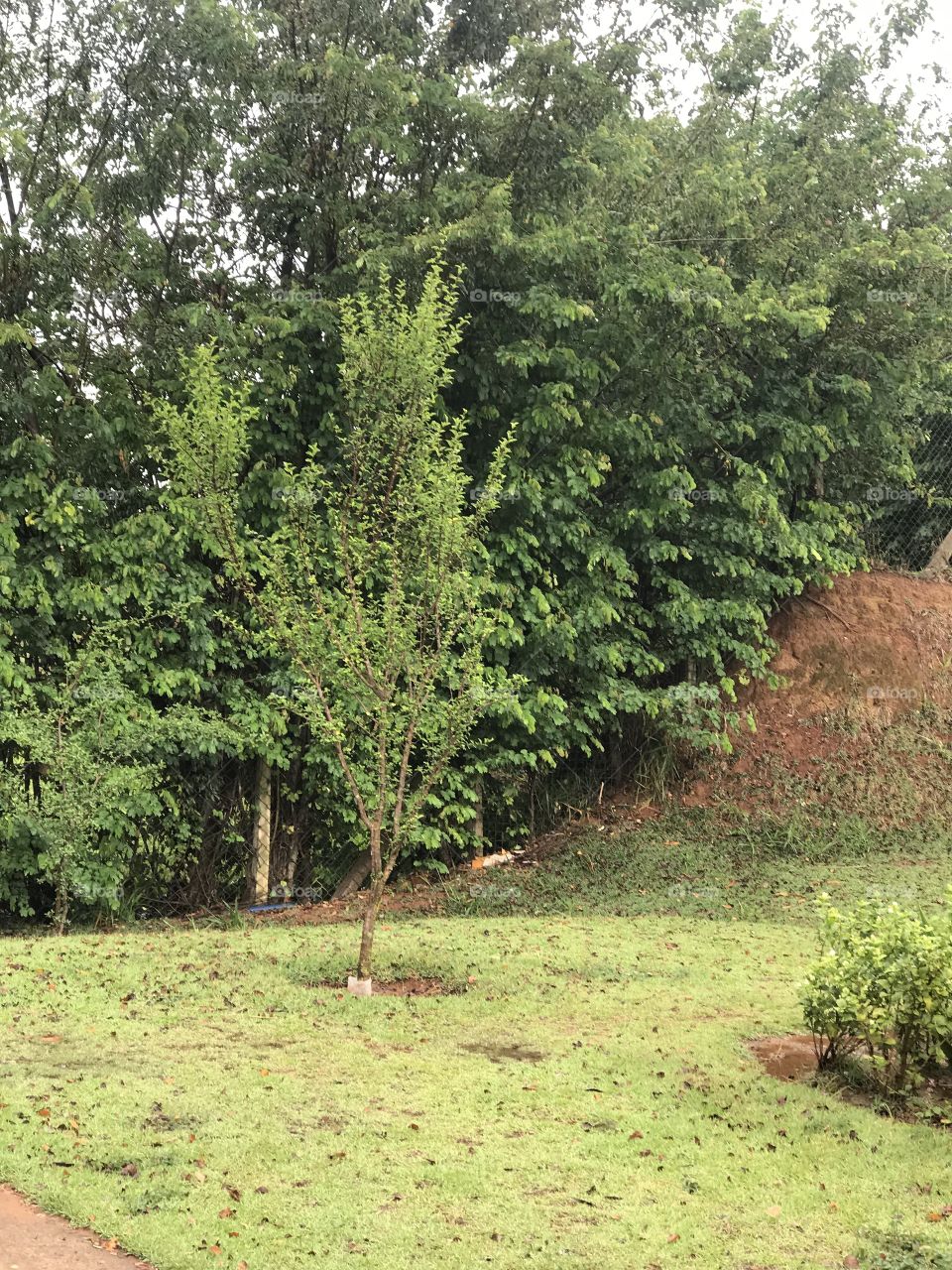 Brasilian highway trees and plants 