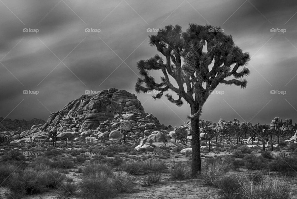 Joshua Tree and rock