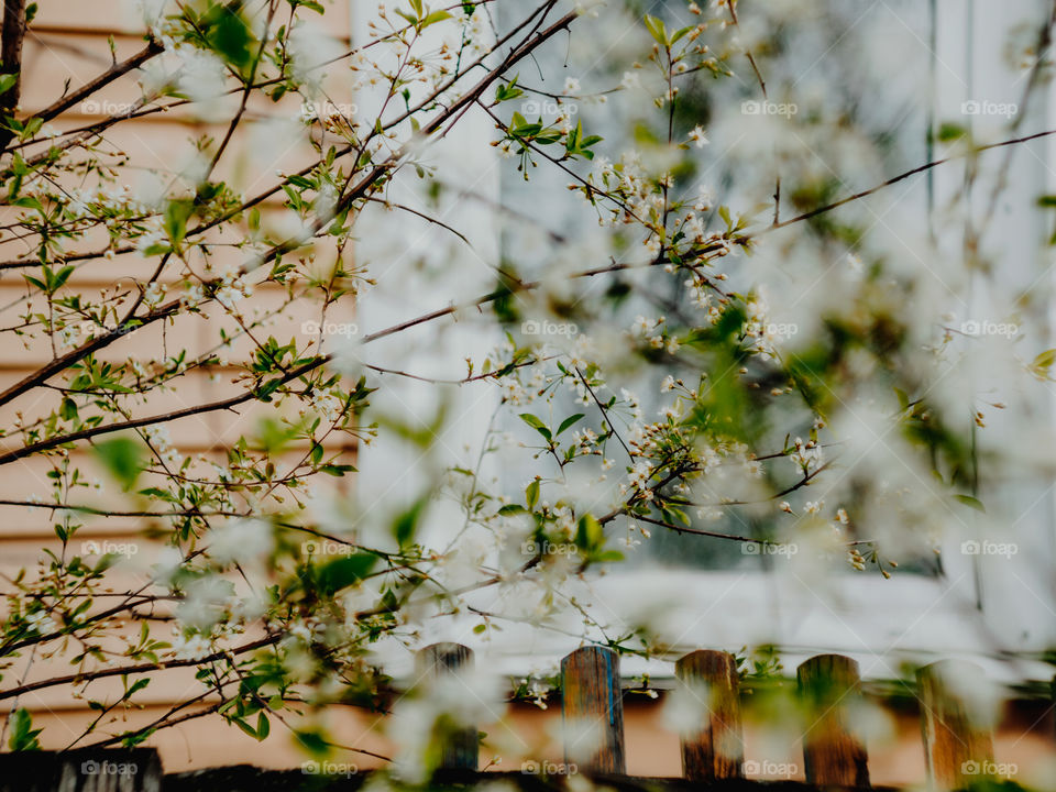 Blossoming cherry in spring in the village by the wooden fence